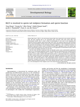 KLC3 Is Involved in Sperm Tail Midpiece Formation and Sperm Function