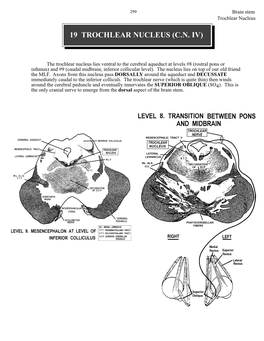 19 Trochlear Nucleus (C.N