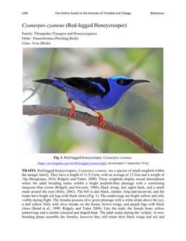 Cyanerpes Cyaneus (Red-Legged Honeycreeper)