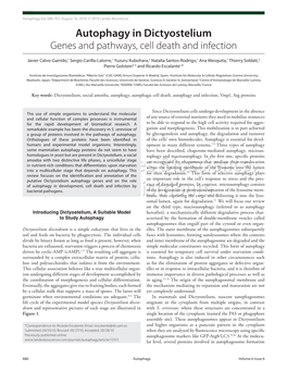 Autophagy in Dictyostelium Genes and Pathways, Cell Death and Infection