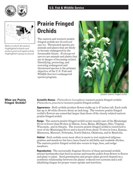 Prairie Fringed Orchids