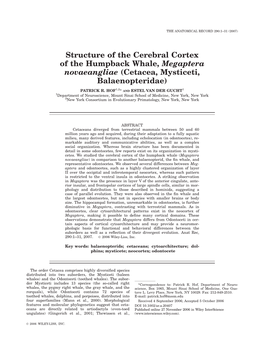 Structure of the Cerebral Cortex of the Humpback Whale, Megaptera Novaeangliae (Cetacea, Mysticeti, Balaenopteridae)