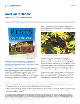 Lovebugs in Florida1 J