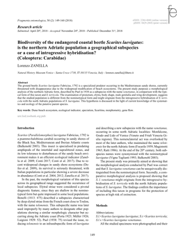 Biodiversity of the Endangered Coastal Beetle Scarites Laevigatus: Is the Northern Adriatic Population a Geographical Subspecies Or a Case of Introgressive Hybridisation?(Coleoptera
