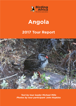 Angola the Africa Specialists Africa the Birding Africa Swierstra's Francolin