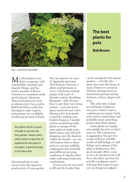 The Best Plants for Pots Bob Brown