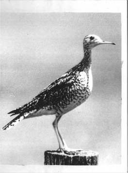 Ecology of the Upland Sandpiper in Central Wisconsin