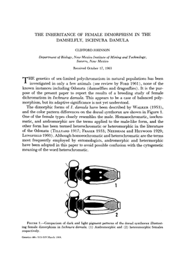 THE INHERITANCE of FEMALE DIMORPHISM in the DAMSELFLY, ISCHNURA DAMULA T H E Genetics of Sex-Limited Polychromatism in Natural P