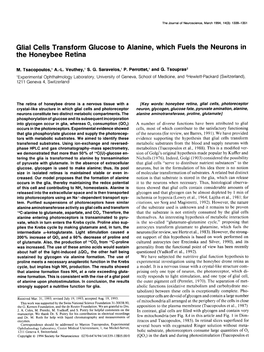 Glial Cells Transform Glucose to Alanine, Which Fuels the Neurons in the Honeybee Retina