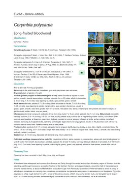 Corymbia Polycarpa Long-Fruited Bloodwood Classification Corymbia | Rufaria Nomenclature Corymbia Polycarpa (F.Muell.) K.D.Hill & L.A.S.Johnson, Telopea 6: 254 (1995)