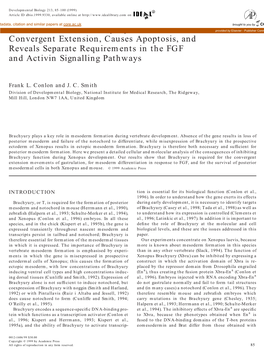 Interference with Brachyury Function Inhibits Convergent Extension