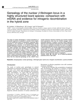 Genealogy of the Nuclear Β-Fibrinogen Locus in a Highly Structured Lizard