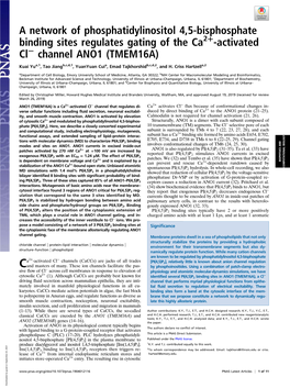 Channel ANO1 (TMEM16A)