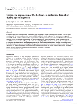 Epigenetic Regulation of the Histone-To-Protamine Transition During Spermiogenesis