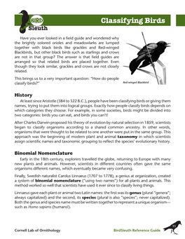 Classifying Birds Or Giving Them Names, Trying to Put Them Into Logical Groups