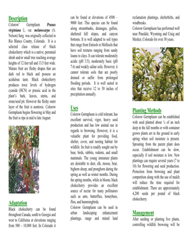 Colorow Germplasm Black Chokecherry Release Brochure