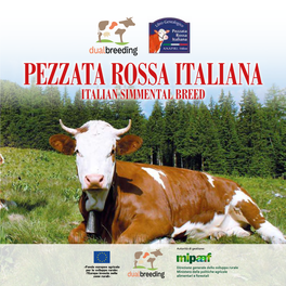 Italian Simmental Breed