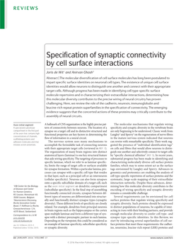 Specification of Synaptic Connectivity by Cell Surface Interactions