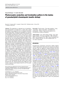 Photoreceptor Projection and Termination Pattern in the Lamina of Gonodactyloid Stomatopods (Mantis Shrimp)