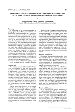 Development of Vascular Cambium and Compression Wood Formation in the Shoot of Young Spruce (Picea Jezoensis V Ar