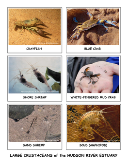 LARGE CRUSTACEANS of the HUDSON RIVER ESTUARY