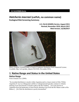 Hatcheria Macraei (Catfish, No Common Name) Ecological Risk Screening Summary