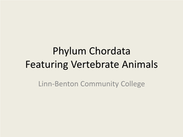 Phylum Chordata Featuring Vertebrate Animals