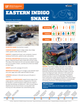 Eastern Indigo Snake, Blue Indigo Snake, Gopher Snake, Blue Bull Snake