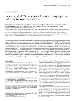 Deficiency of P62/Sequestosome 1 Causes Hyperphagia Due to Leptin Resistance in the Brain