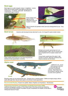 Alpine Newt Newt Eggs Newt Larvae