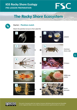 The Rocky Shore Ecosystem