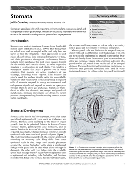 Stomata Secondary Article