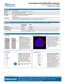 Human/Mouse/Rat RIPK1/RIP1 Antibody