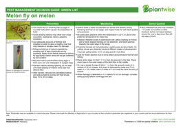 Melon Fly on Melon Bactrocera Cucurbitae Prevention Monitoring Direct Control