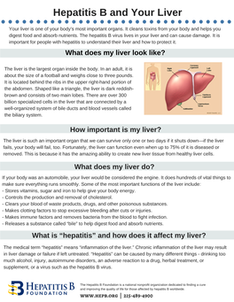 Hepatitis B and Your Liver