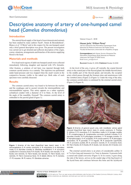 Descriptive Anatomy of Artery of One-Humped Camel Head