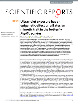 Ultraviolet Exposure Has an Epigenetic Effect on a Batesian Mimetic Trait In