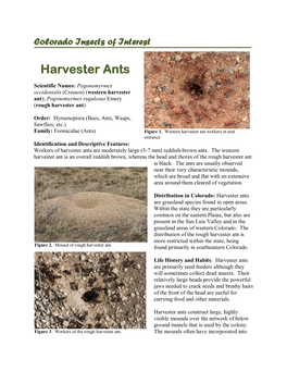 Harvester Ants