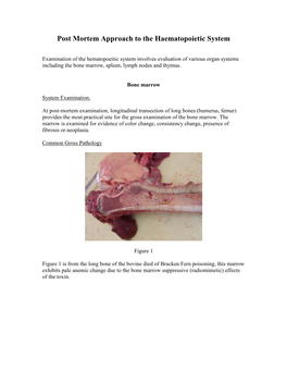 Post Mortem Approach to the Haematopoietic System