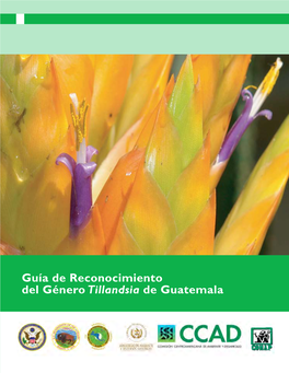 Guía De Reconocimiento Del Género Tillandsia De Guatemala