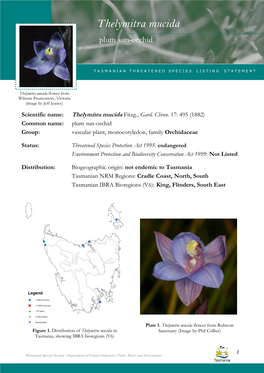 Thelymitra Mucida (Plum Sun-Orchid)