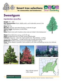 Sweetgum Liquidambar Styraciflua