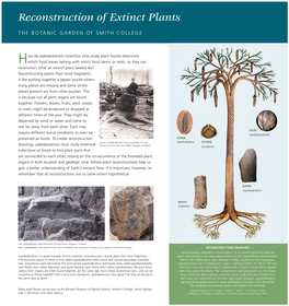 Reconstruction of Extinct Plants Panel