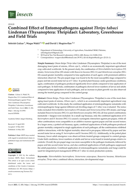 Combined Effect of Entomopathogens Against Thrips Tabaci Lindeman (Thysanoptera: Thripidae): Laboratory, Greenhouse and Field Trials