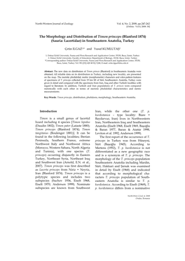 The Morphology and Distribution of Timon Princeps (Blanford 1874) (Sauria: Lacertidae) in Southeastern Anatolia, Turkey