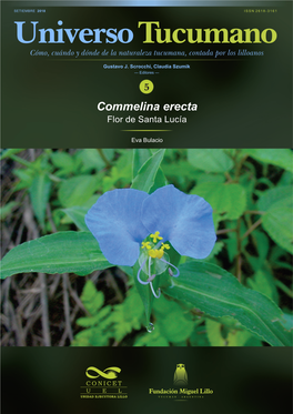 Commelina Erecta