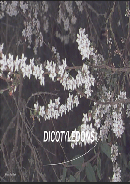 Dicotyledons
