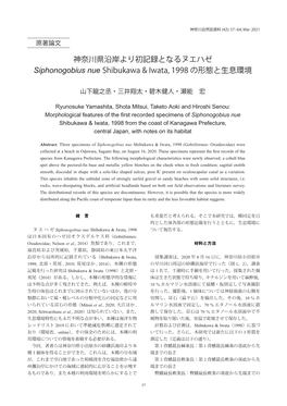 神奈川県沿岸より初記録となるヌエハゼ Siphonogobius Nue Shibukawa & Iwata, 1998 の形態と生息環境