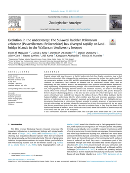 Evolution in the Understorey: the Sulawesi Babbler Pellorneum Celebense