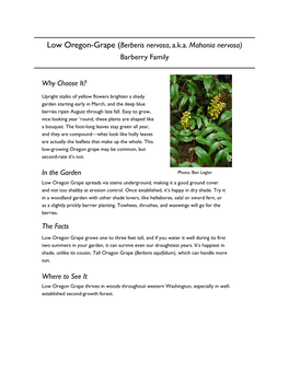 Low Oregon Grape Spreads Via Stems Underground, Making It a Good Ground Cover and Not Too Shabby at Erosion Control